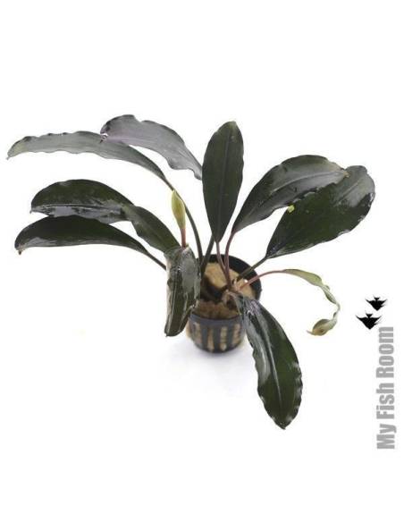 Bucephalandra theia green big leaves