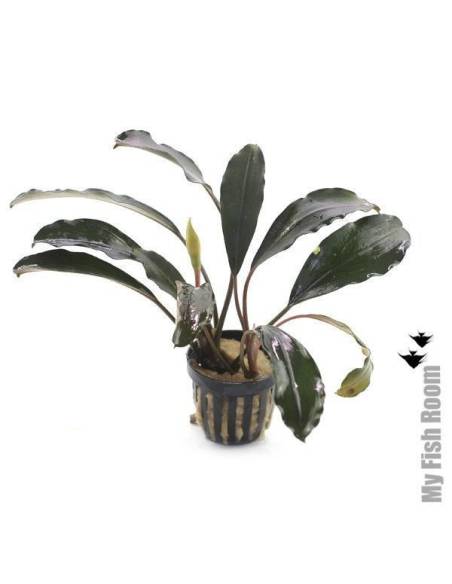 Bucephalandra theia green big leaves