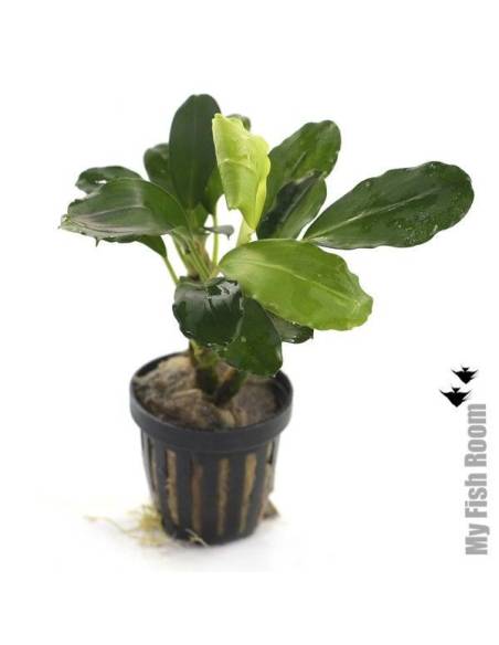 Bucephalandra T-Rex