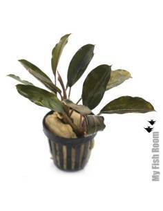 Bucephalandra serimbu brown