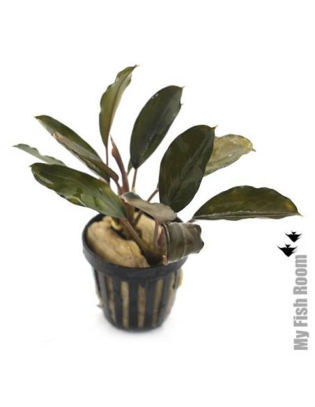 Bucephalandra serimbu brown