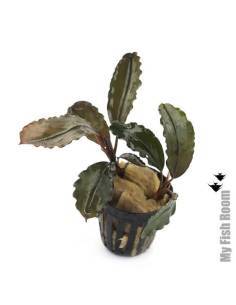 Bucephalandra royal blue