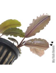 Bucephalandra royal blue 2