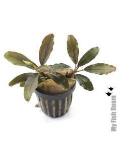 Bucephalandra pandora red
