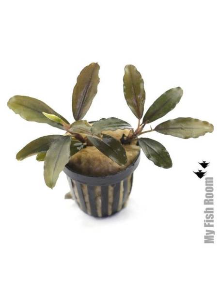 Bucephalandra pandora red