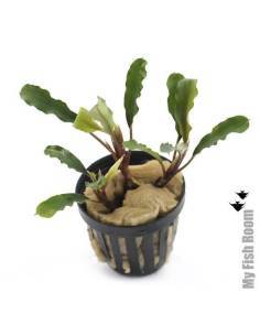 Bucephalandra IO green
