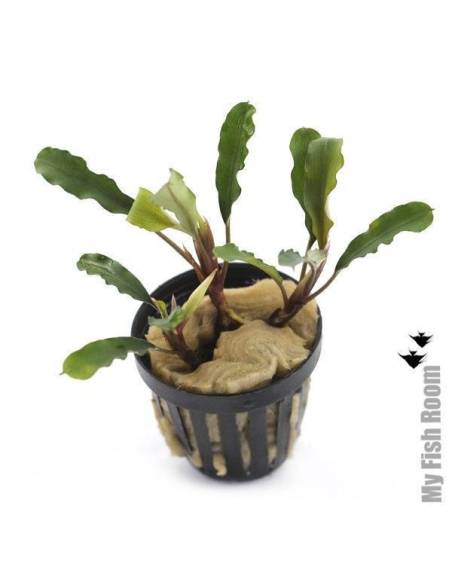 Bucephalandra IO green