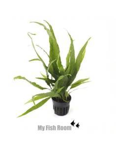 Microsorum pteropus erectus