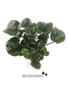 Anubias barteri butterfly  "XL" planta madre