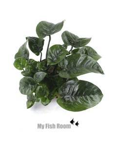 Anubias barteri butterfly  "XL" planta madre 2