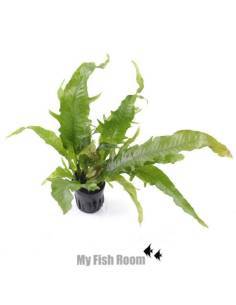 Microsorum "Sol naciente"