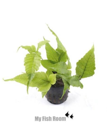 Bolbitis heteroclita