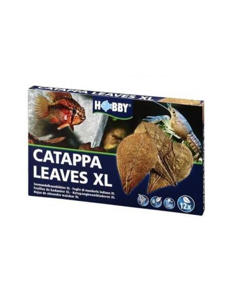 Hojas de Terminalia Catappa XL