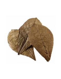Hojas de Terminalia Catappa XL 2