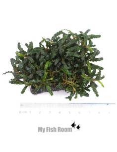 Bucephalandra sp. mini en puente