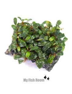 Bucephalandra sp. mini en puente 2