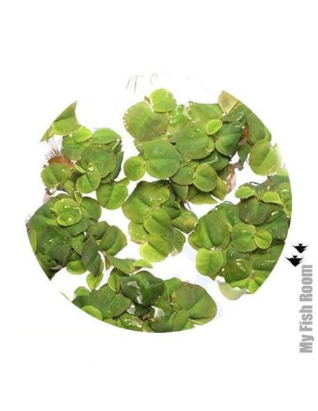 Phyllanthus fluitans - flotante