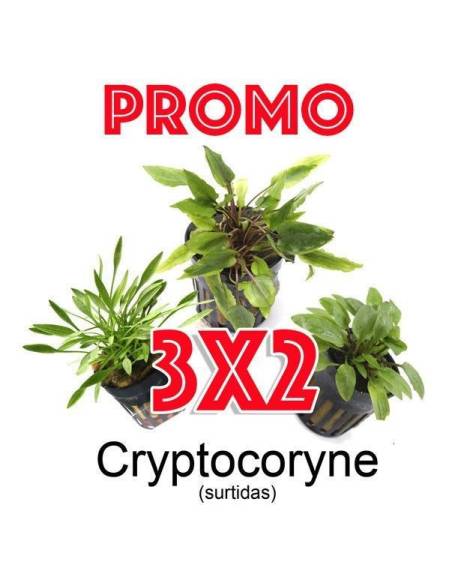 Cryptocoryne surtida PROMO 3x2