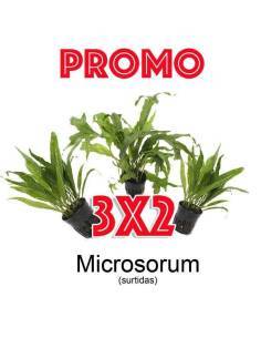 Microsorum surtido PROMO 3x2