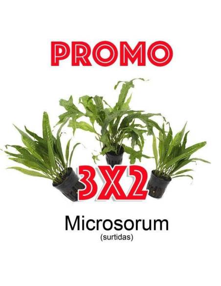 Microsorum surtido PROMO 3x2