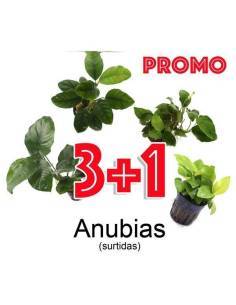 Anubias surtido PROMO 3+1