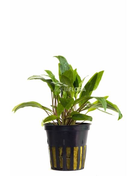 Cryptocoryne  willisi - Aquaflora