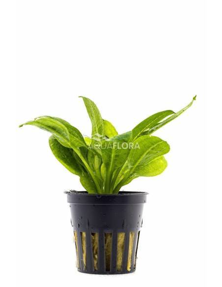 Echinodorus grisebachi "Parviflorus"  - Aquaflora