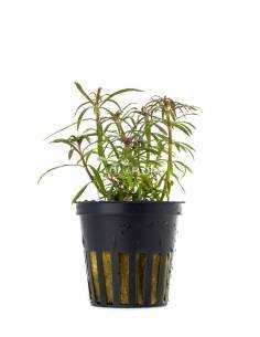 Eusteralis stellata  - Aquaflora