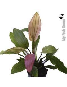 Echinodorus x "Miracle"