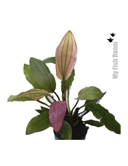 Echinodorus x "Miracle"