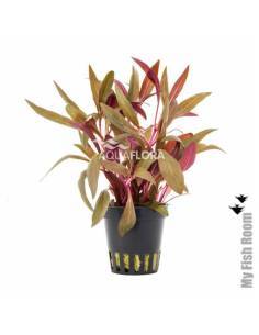 Alternanthera reineckii var PINK, plantas para acuarios