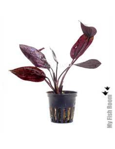 Echinodorus 'Aflame'' - Aquaflora