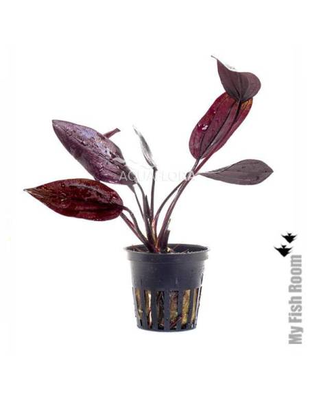 Echinodorus 'Aflame'' - Aquaflora