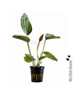 Echinodorus 'Indian RED - Aquaflora