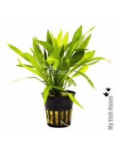 Helanthium bolivianum "Magdalenensis"  - Aquaflora
