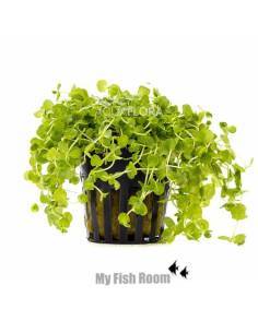 Micranthemum umbrosum - Aquaflora plantas acuáticas para acuario en maceta