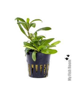 Staurogyne "Bihar" - Aquaflora plantas acuáticas para acuario en maceta