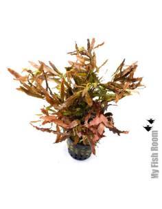 Nesaea sp. Tornado, plantas acuáticas para acuario en maceta