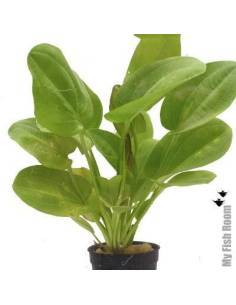Echinodorus harbich