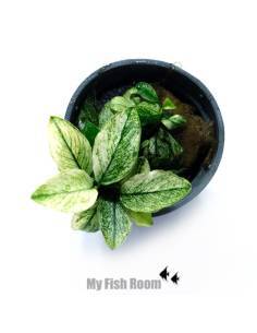 Anubias barteri var. nana 'Pinto'