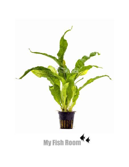 Microsorum pteropus 'Latifolia' - Aquaflora