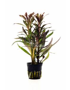 Pogostemon stellatus Rubra - Aquaflora