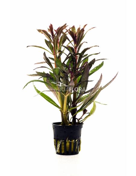 Pogostemon stellatus Rubra - Aquaflora