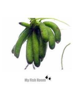 Nymphoides aquatica - Aquaflora