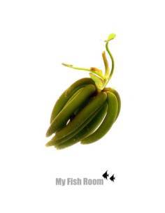 Nymphoides aquatica - Aquaflora 2