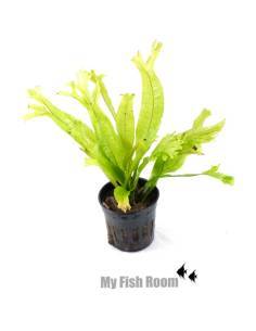 Microsorum pteropus  "Coral"