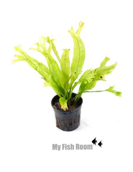 Microsorum pteropus  "Coral"