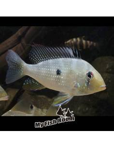 Acarichthys heckelii río Nanay, Ciclidos Sudamericanos - Tamaño 5-7 cm