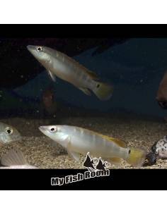 Crenicichla compressiceps Marabá, Ciclidos Sudamericanos - Tamaño 3-5 cm