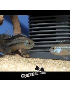 Nannacara anomala, Ciclidos Sudamericanos - Tamaño 3-5cm